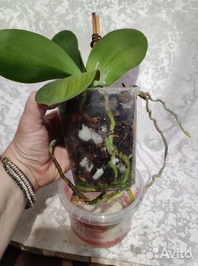 Фаленопсисы цветущие и не цветущие