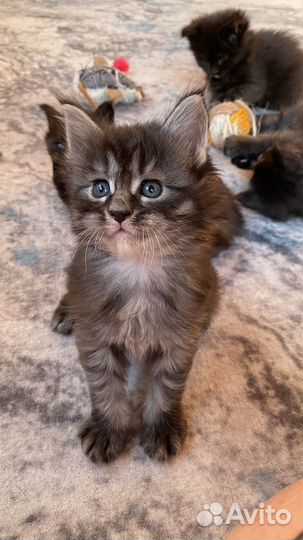 Котята мэйн кун