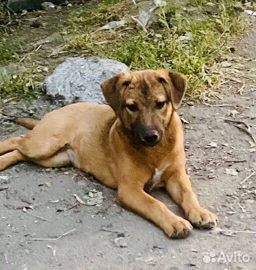 Собака в добрые руки