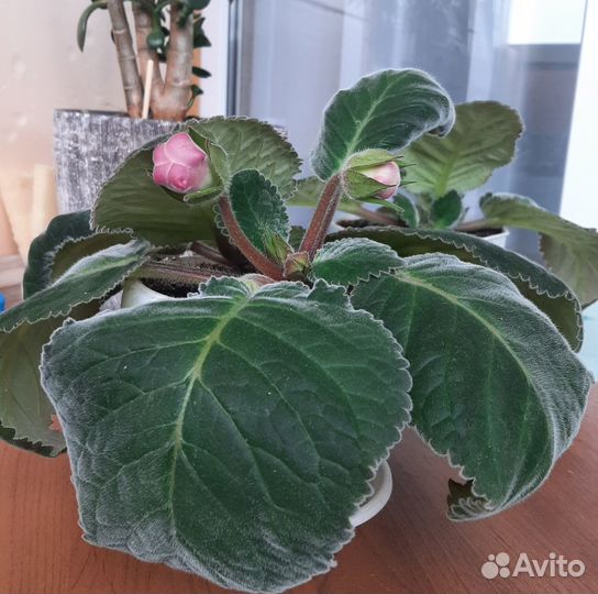 Глоксиния цветущая