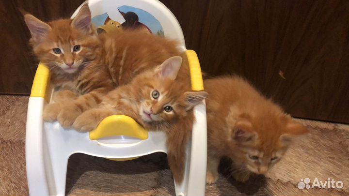 Котята майкун