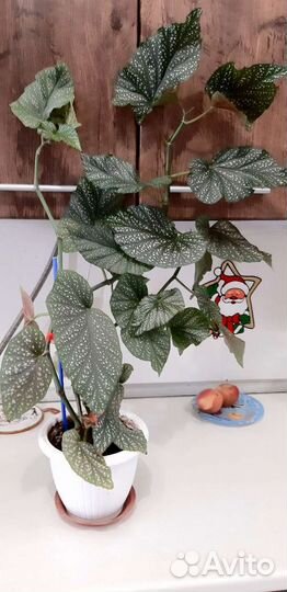 Бегония королевская