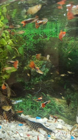 Аквариумные рыбки гуппи