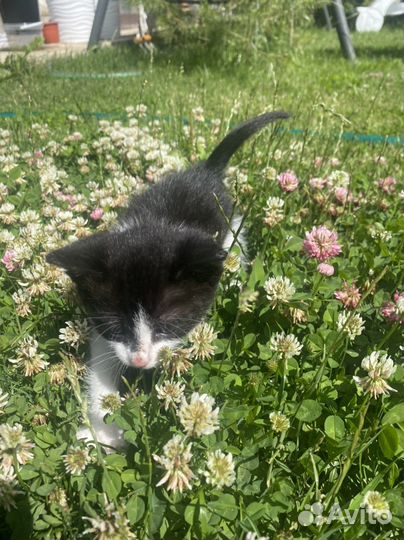 Котенок с приданым в добрые руки