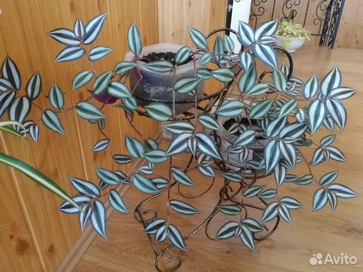 Традесканция