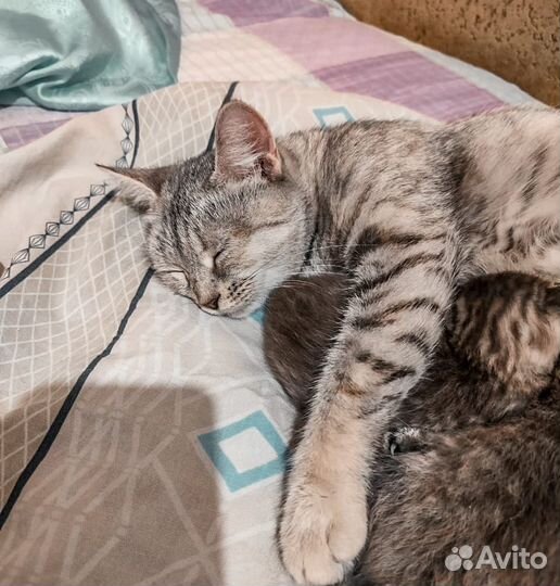 Котенок девочка в добрые руки