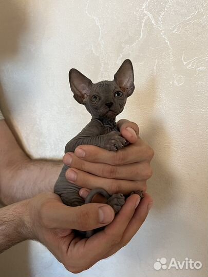 Канадский сфинкс