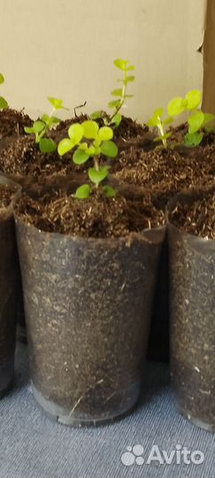 Вербейник монетчатый