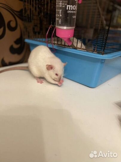 Большая клетка для крыс