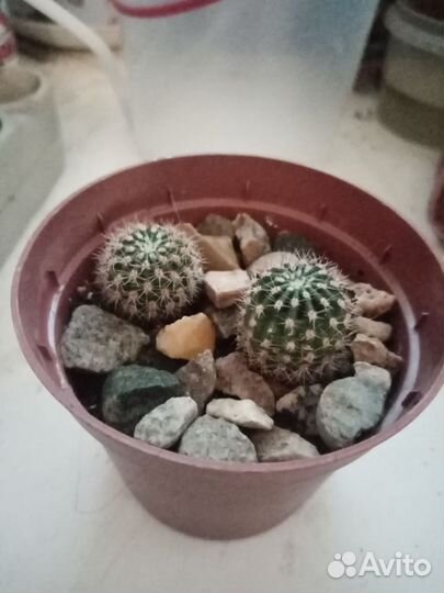 Детки кактуса