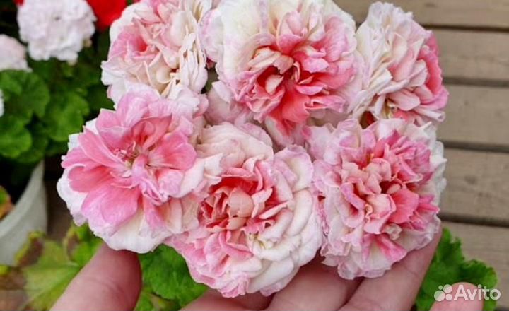 Пеларгонии