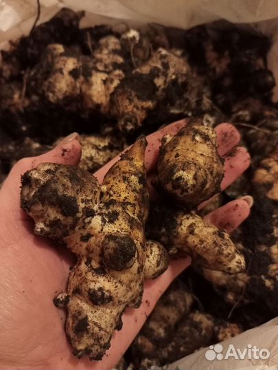 Топинамбур клубни свежие