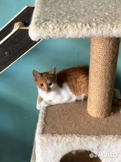 Котята в дар рыжие и трехцветка