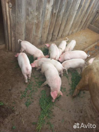 Поросенок ландрас