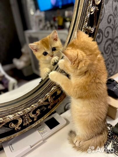 Клубные британцы золотая шиншилла