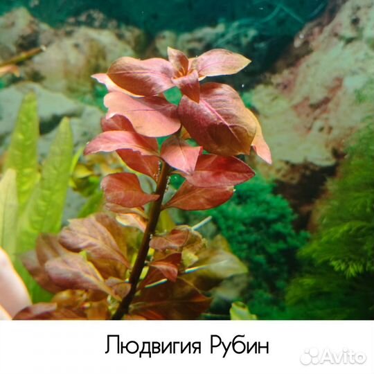 Аквариумные растения