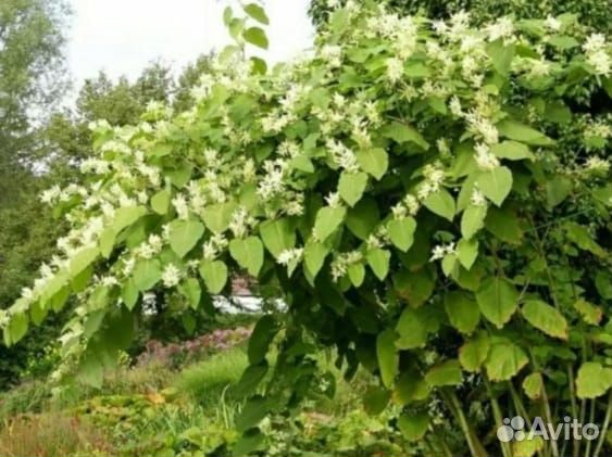 Горец сахалинский, Гречичник