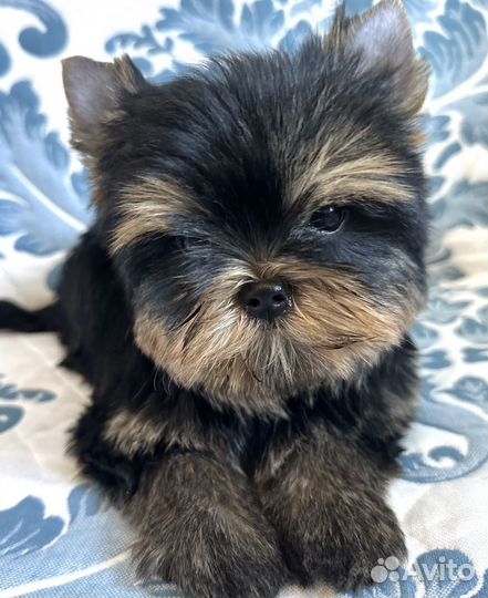 Йоркширский терьер