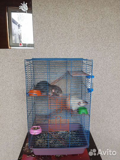 Крысы с клеткой