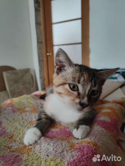 Кошки в добрые руки бесплатно