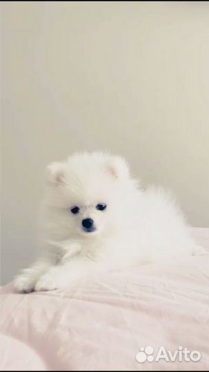 Щенки белый шпиц