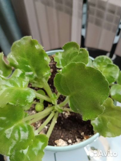 Фиалка сортовая