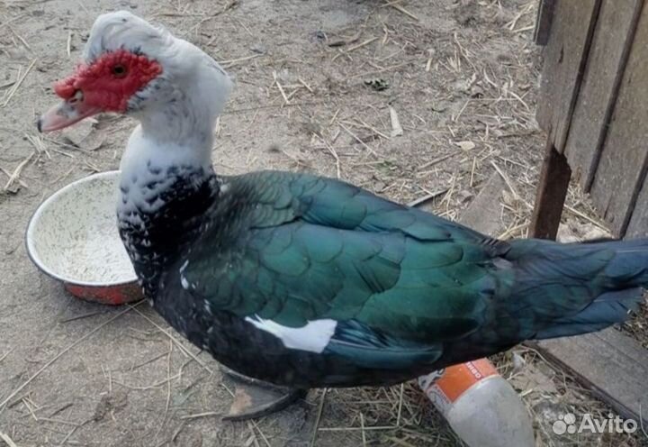 Мускусные утки