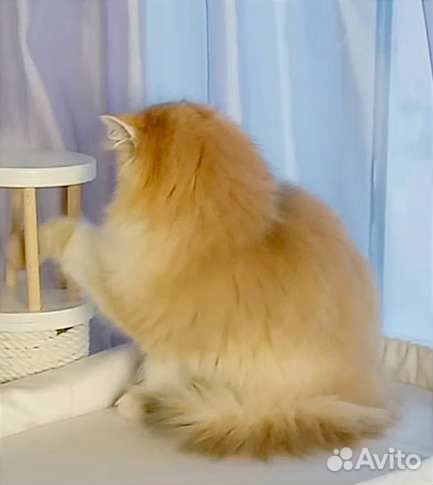 Залотая длинношерстная шиншилла