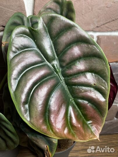 Алоказия ред секрет