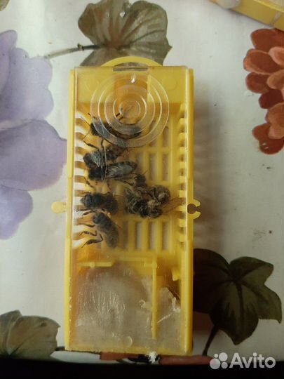 Матка пчелиная плодная