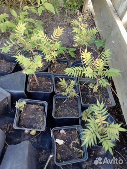 Рябинник, бересклет, бирючина, сумах и др