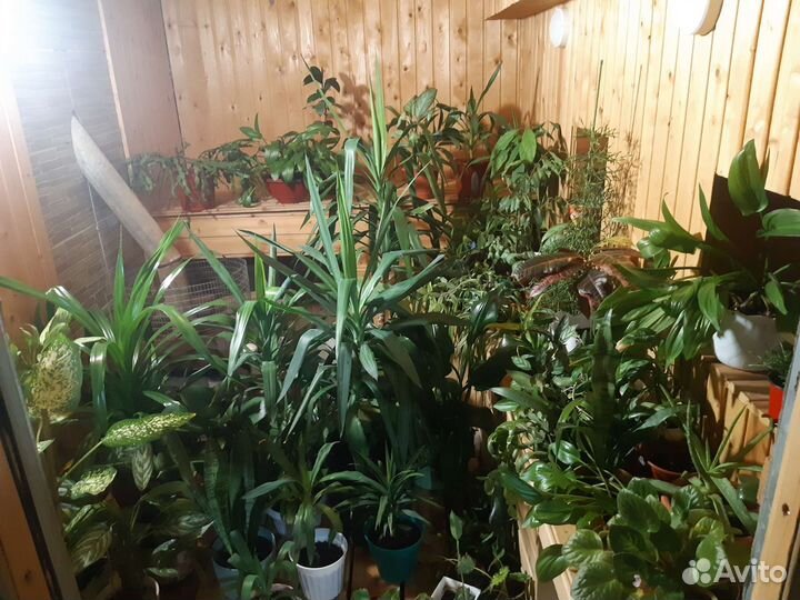 Комнатные растения