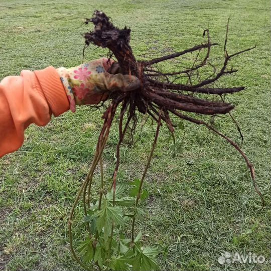 Ризомы хмеля Cascadе Доставка