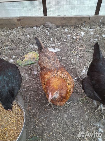 Инкубационное яйцо курочек породы Амераукана