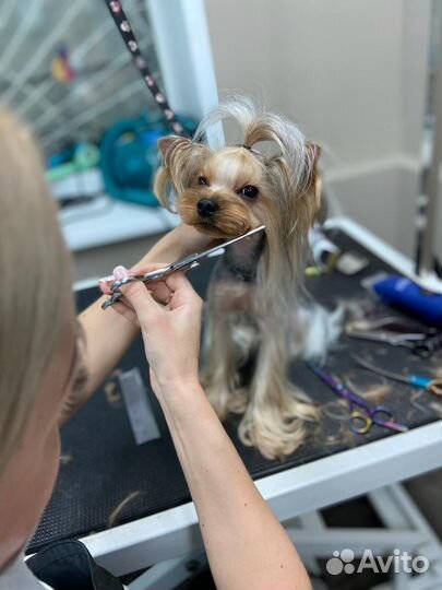 Грумер.Стрижка животных