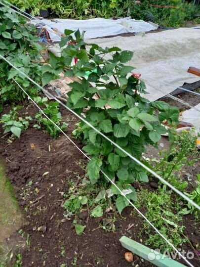 Ежевика без шипов