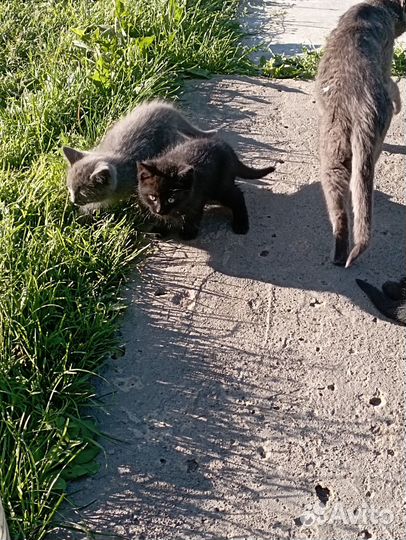 Отдам в добрые руки