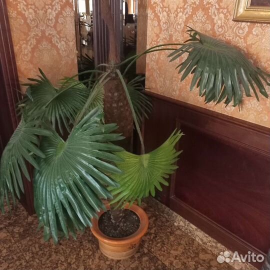 Искусственная пальма бу