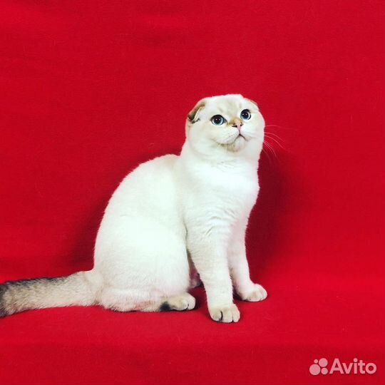 Золотой кот на вязку.Котята на продажу