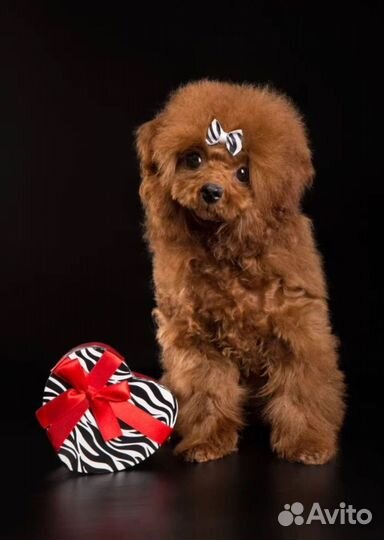 Тикап тедди пудель китай