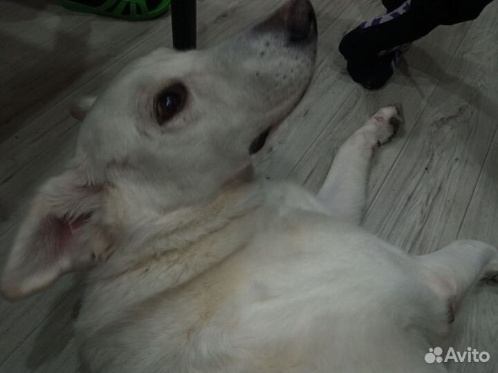 Собака Белка