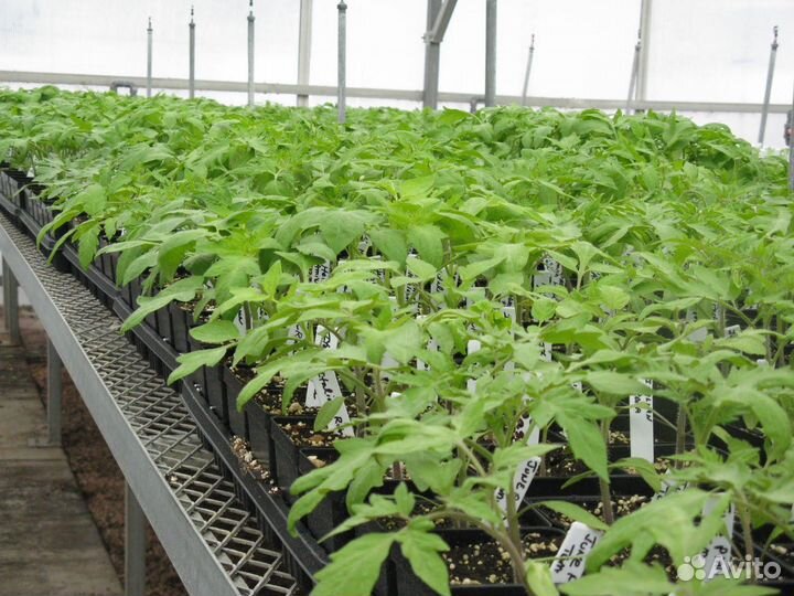 Продаётся рассада
