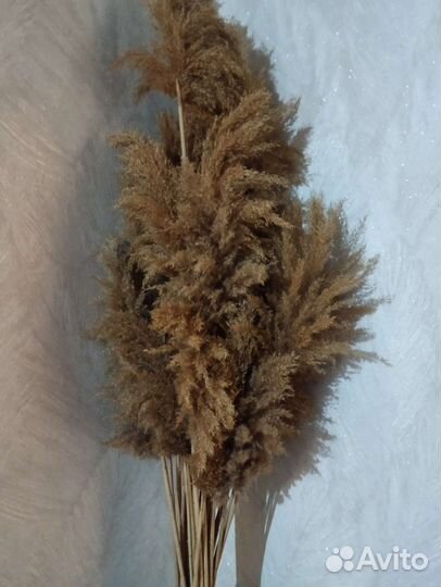 Сухих цветы