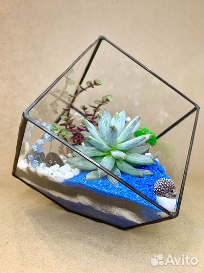 Флорариум суккуленты