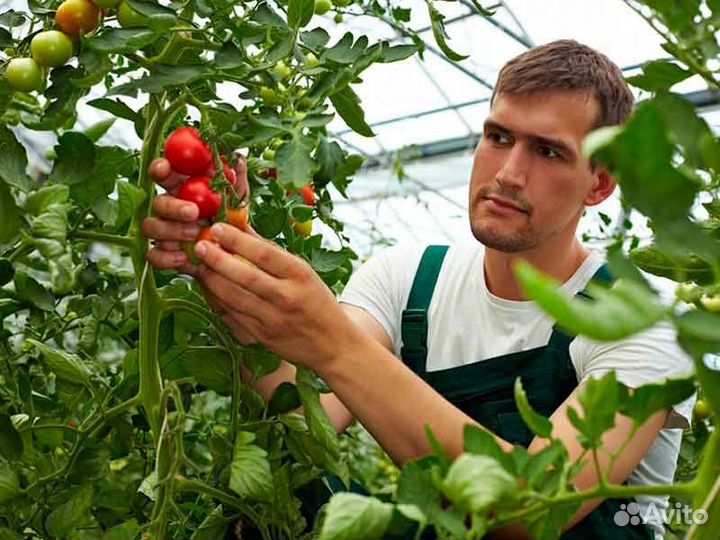 Вахта Москва Сбор урожая Проживание Спецодежда