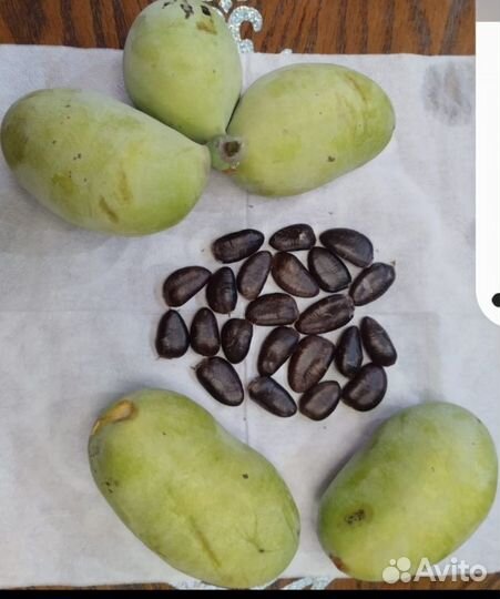 Азимина семена