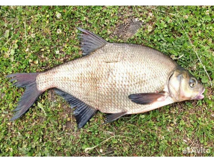 Свежая речная рыба