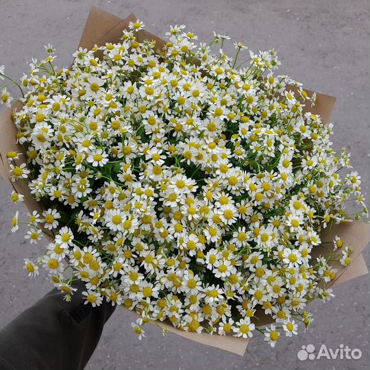 Цветы ромашки. Букеты ромашек. Ромашки. Цветы