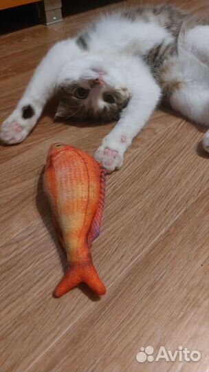 Отдам в добрые руки кошечку