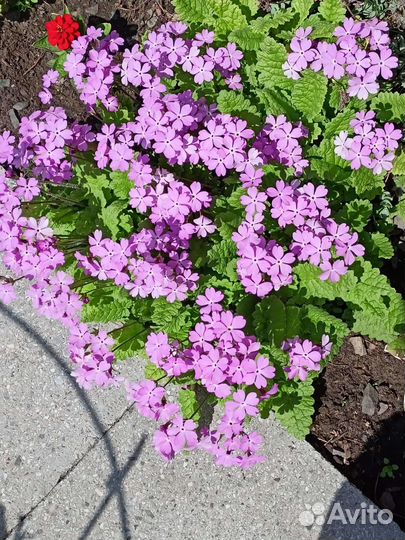 Примула 2 вида